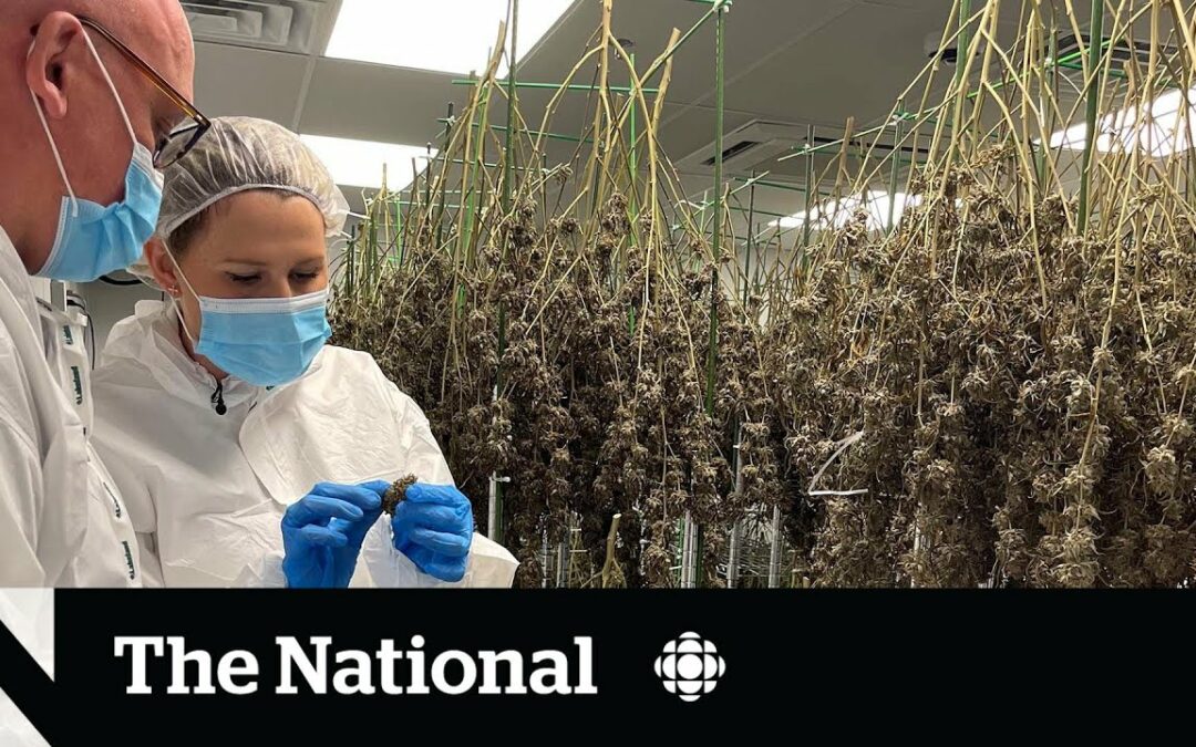 Oceanic Cannabis Featured on CBC’s The National